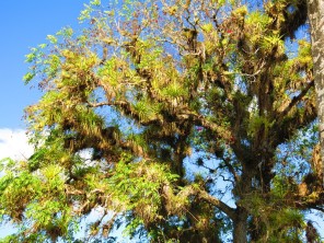 Les épiphytes, partout sur les arbres.